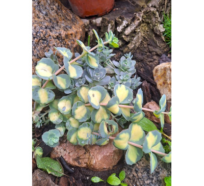 Очиток Зібольда варієгатний (Sedum sieboldii var.)